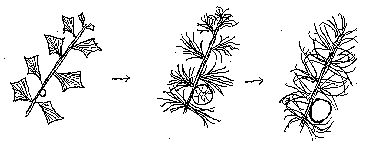 branche d'un Arbre de No�l